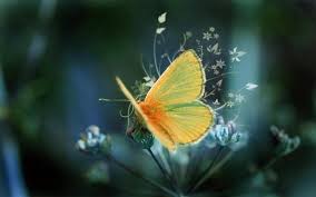 butterfly-picture
